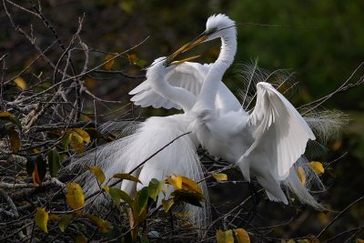Great egrets - nesting