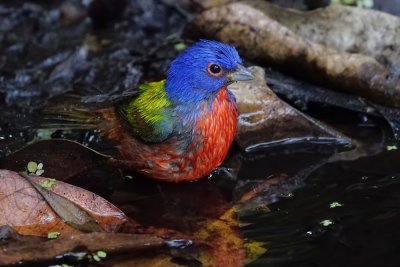 Painted bunting