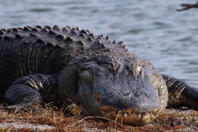 Closeup of big gator