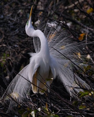 Great egret - breeding plumage