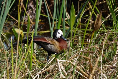 White-faced whistling duck