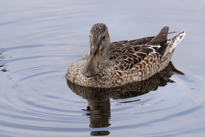 Mottled duck floating