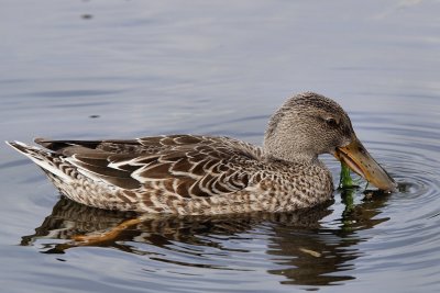 Mottled duck eating