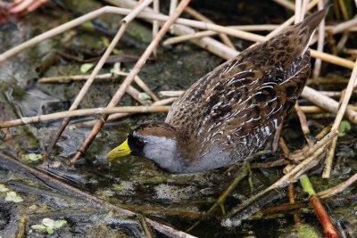 Sora down at the water