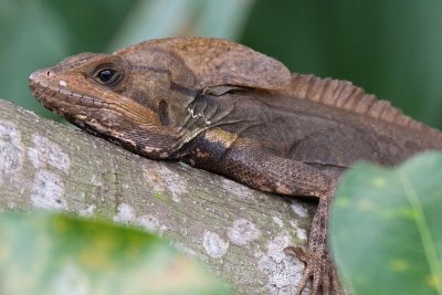 Brown basilisk lizard closeup