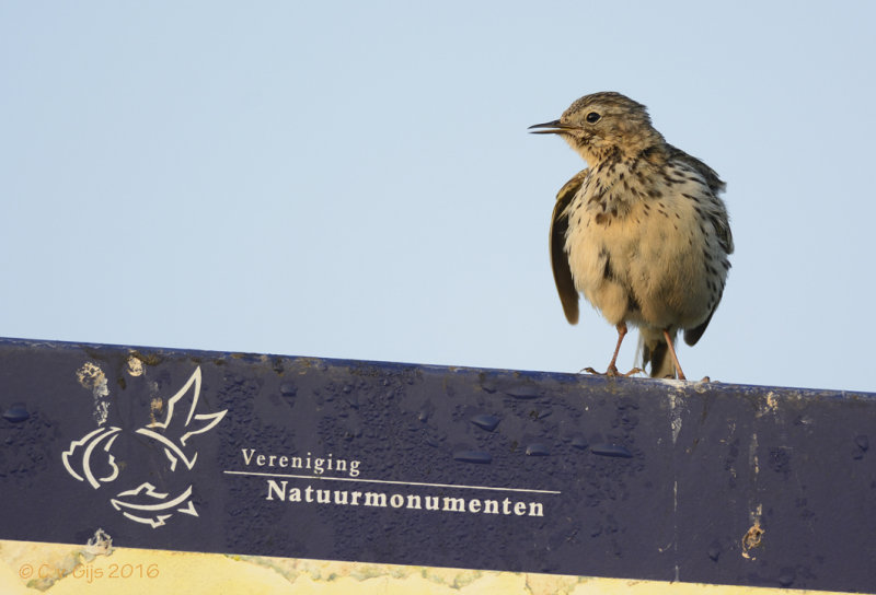 GRASPIEPER meadow pipit