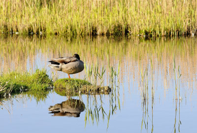 WILDE EEND mallard
