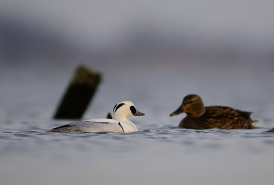 NONNETJE smew