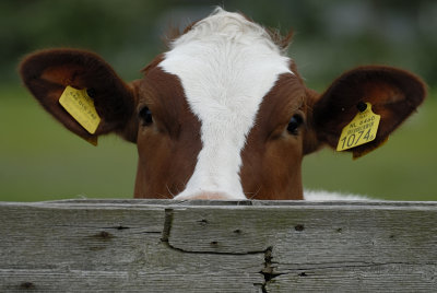 Rijpwetering
