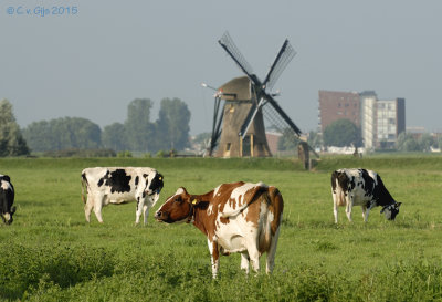 Doeshofmolen