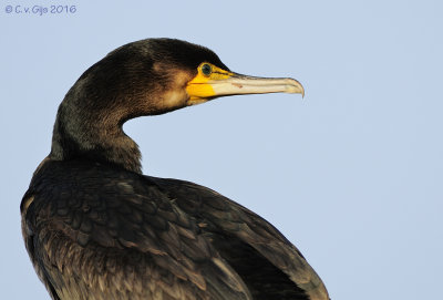 AALSCHOLVER cormorant