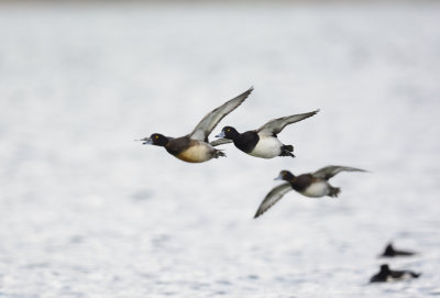 KUIFEEND tufted duck
