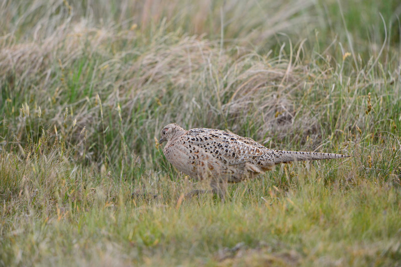 Texel 6-15-13 0381.JPG