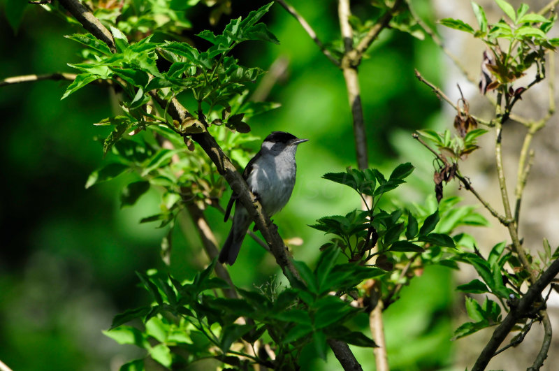 Waterland NL 6-16-12 1730.JPG