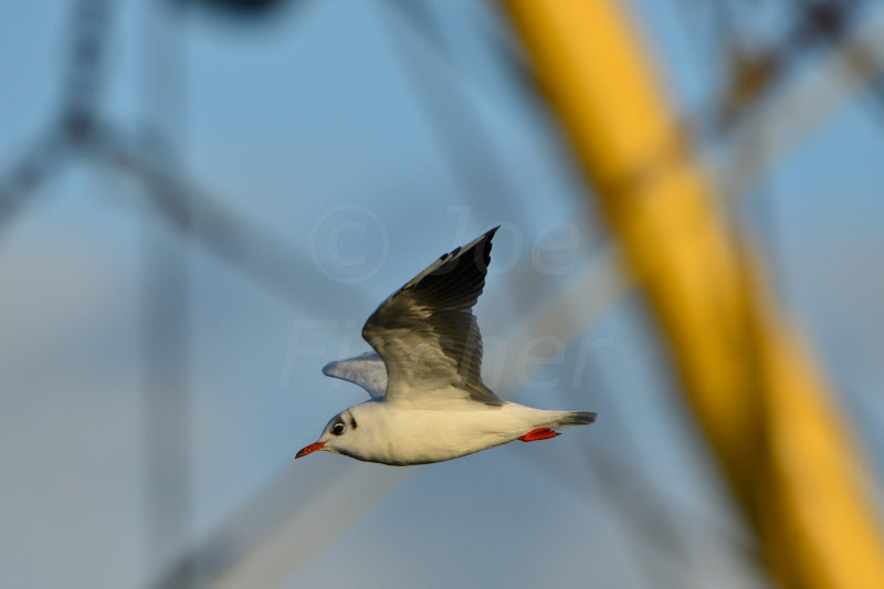 Texel NL 9-15-13 0789.JPG