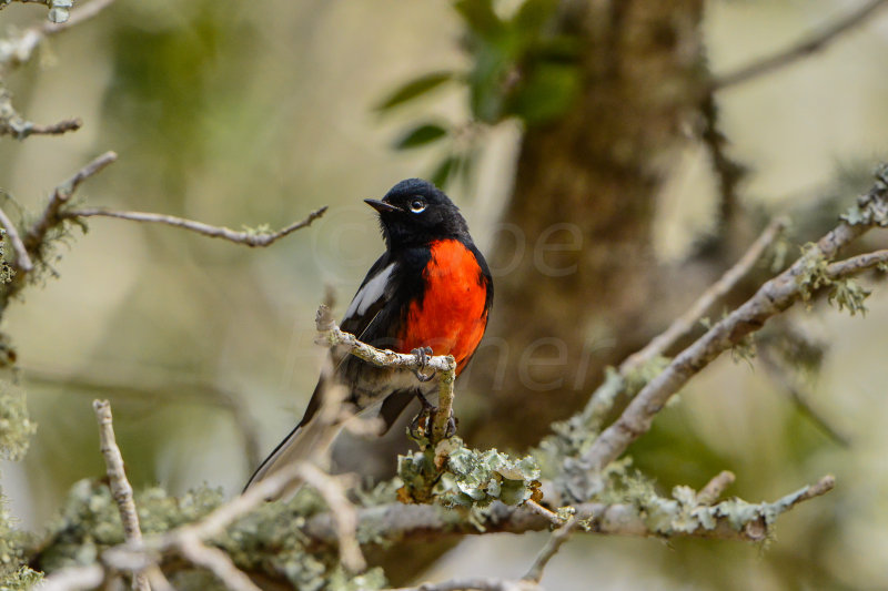 Aransas NWR 1-17-14 0069-4.JPG