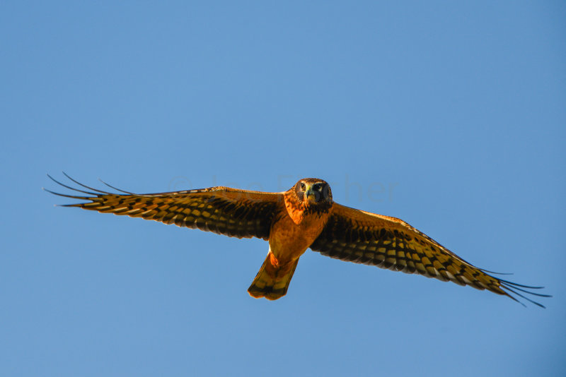 Brazoria County 10-18-14 0013-0005.jpg