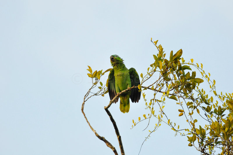 Chan Chich Belize 3-14-11 0801.JPG