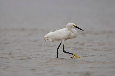 Bolivar Peninsula 5-17-13 0457.JPG