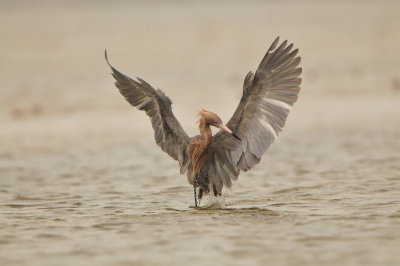 Bolivar Peninsula 5-17-13 0526.JPG