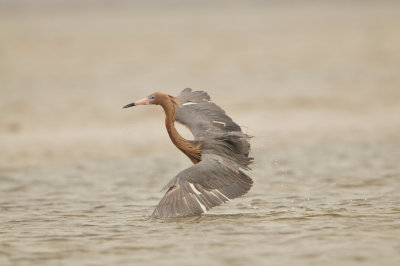 Bolivar Peninsula 5-17-13 0534.JPG