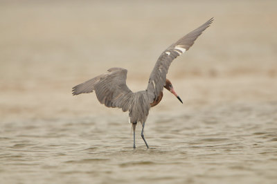 Bolivar Peninsula 5-17-13 0550.JPG