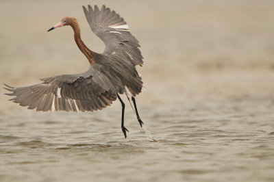 Bolivar Peninsula 5-17-13 0556.JPG