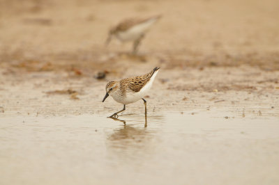 Bolivar Peninsula 5-17-13 0488.JPG