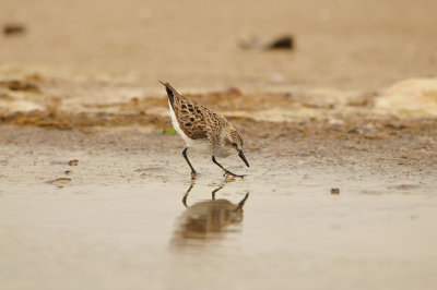 Bolivar Peninsula 5-17-13 0492.JPG