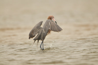 Bolivar Peninsula 5-17-13 0566.JPG