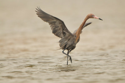 Bolivar Peninsula 5-17-13 0569.JPG