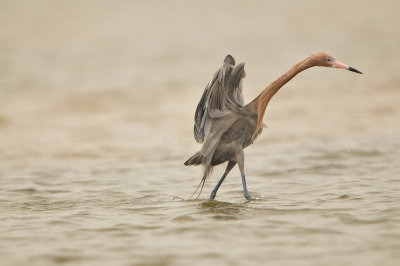 Bolivar Peninsula 5-17-13 0572.JPG