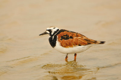 Bolivar Peninsula 5-17-13 0590.JPG