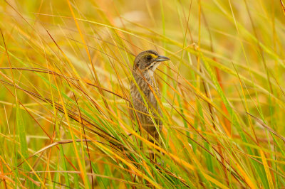 Bolivar Peninsula 5-17-13 0595.JPG