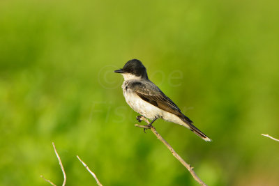 Brazoria NWR 5-11-13 0502.JPG
