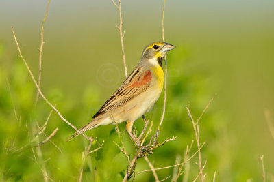 Brazoria NWR 5-11-13 0513.JPG