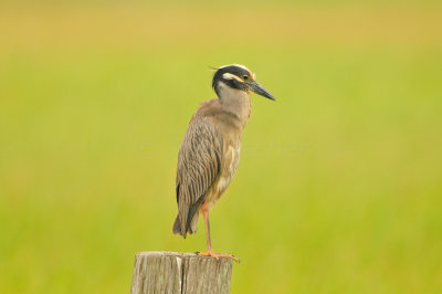 Bolivar Peninsula 5-17-13 0630.JPG