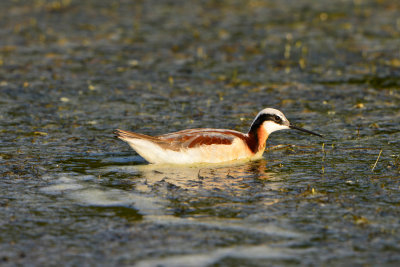 Brazoria NWR 5-11-13 0497.JPG