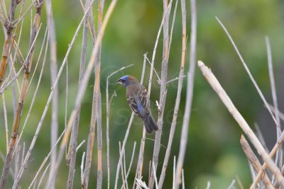 Chalk Bluff Park 5-25-13 0278.JPG