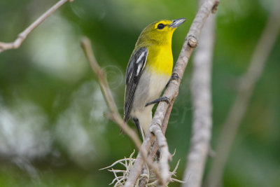 Chalk Bluff Park 5-25-13 0446.JPG