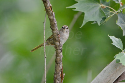 Chalk Bluff Park 5-25-13 0603.JPG