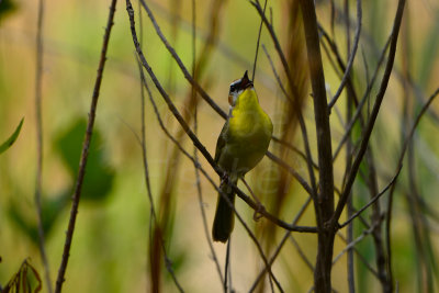 Chalk Bluff Park 5-25-13 0499.JPG