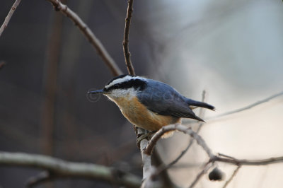 Alvin 1-6-13 0592.JPG