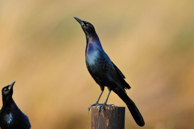 Anahuac NWR 1-27-13 0753.JPG
