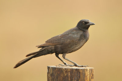 Anahuac NWR 1-27-13 0829.JPG