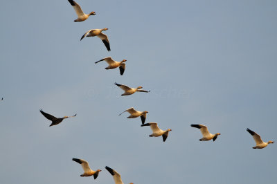 Anahuac NWR 1-27-13 0759.JPG