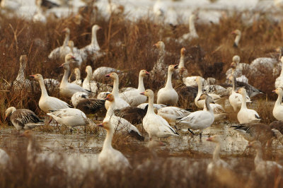 Anahuac NWR 1-27-13 0808.JPG