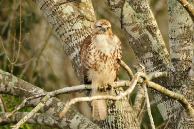 Anahuac NWR 1-27-13 0814.JPG