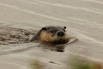 Anahuac NWR 1-27-13 0917.JPG