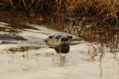 Anahuac NWR 1-27-13 0928.JPG
